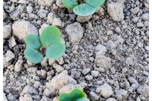 Kevätrapsi useamman kasvulehden kasvuasteella