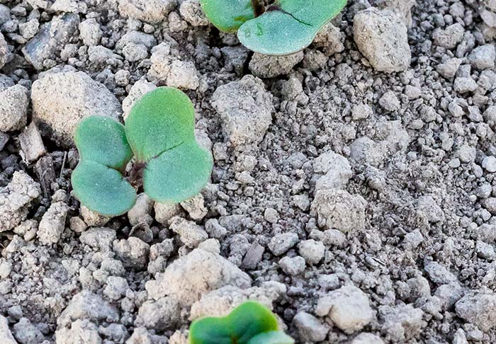 Kevätrapsi useamman kasvulehden kasvuasteella